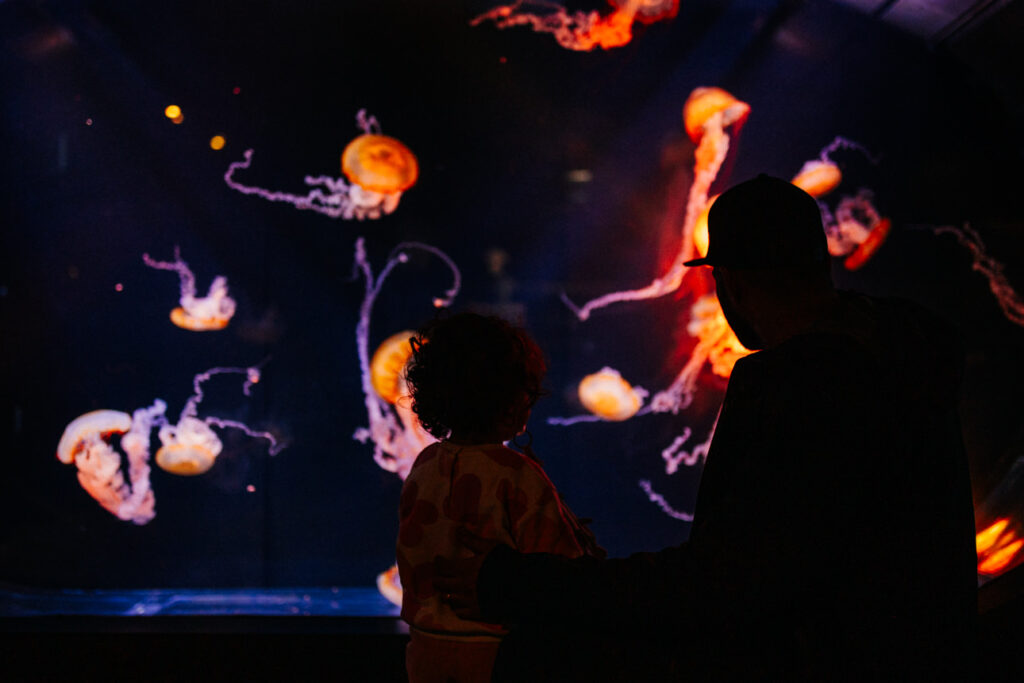 Séance photo à l’Aquarium de Biarritz, poissons et reflets