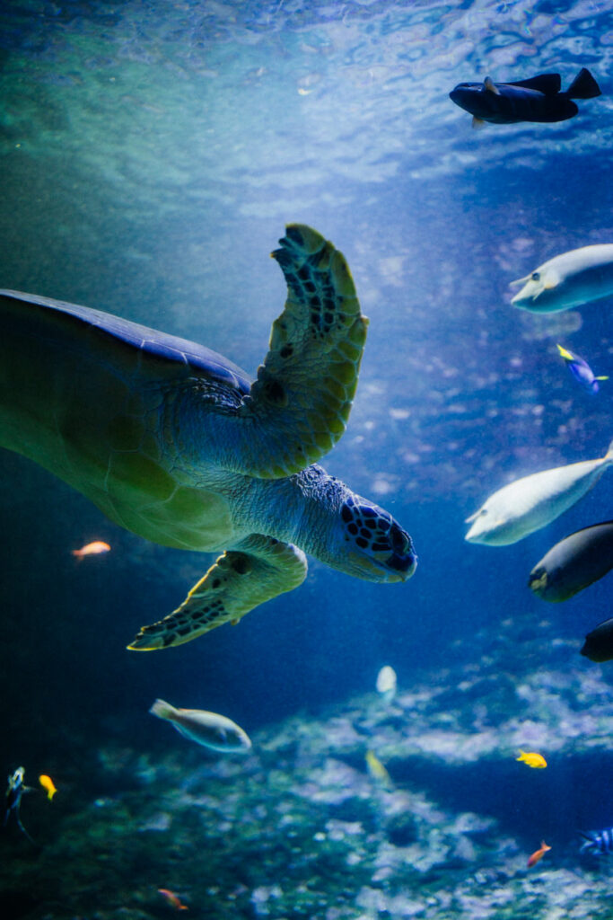Séance photo à l’Aquarium de Biarritz, poissons et reflets
